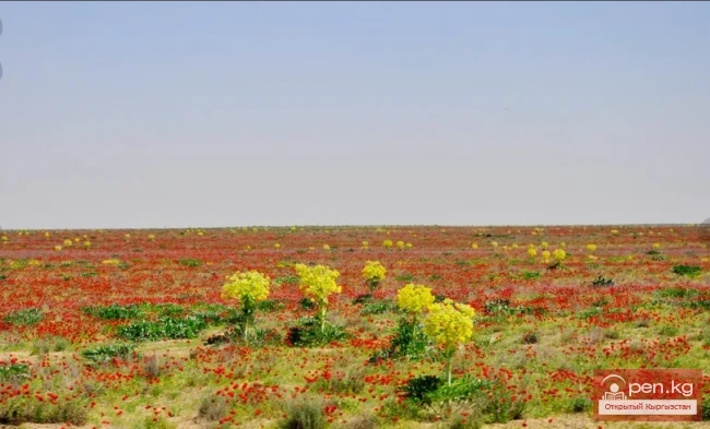 Медоносы и перганосы пустынь, полупустынь и степей Кыргызстана