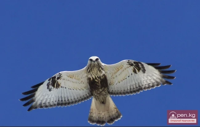 Зимняк - Орой-буттуу Канюк