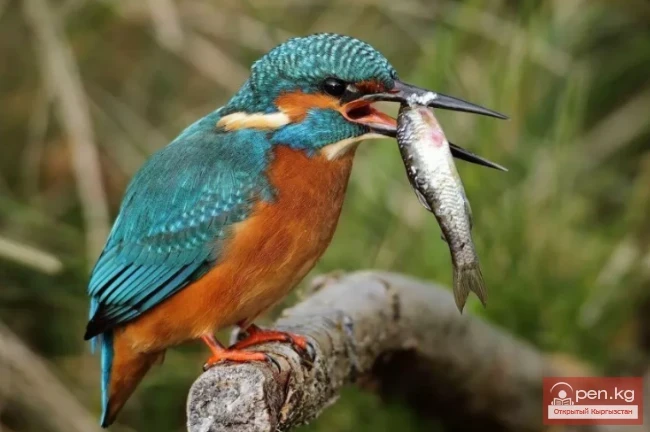 Зимородок - Накатсу