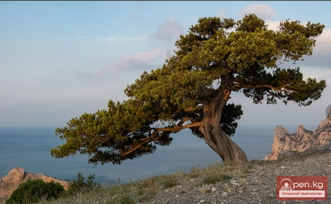 Фитонцидоносные растения Кыргызстана