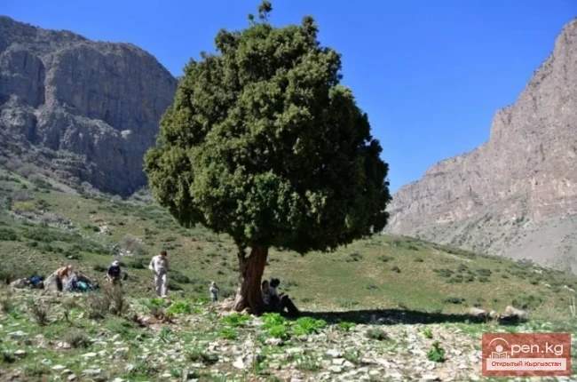 Фитонцидоносные растения Кыргызстана