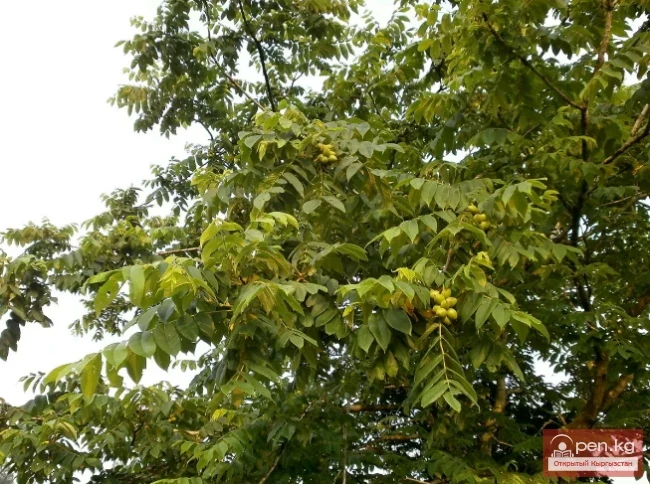 Фитонцидоносные растения Кыргызстана