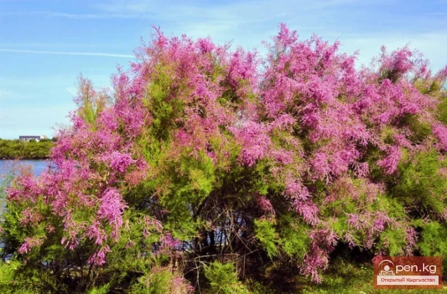 Фитонцидоносные растения Кыргызстана