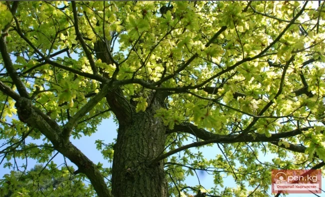 Фитонцидоносные растения Кыргызстана