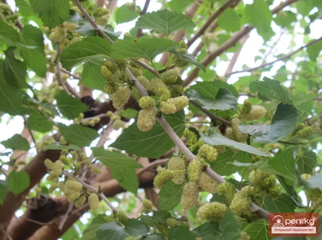 Фитонцидоносные растения Кыргызстана