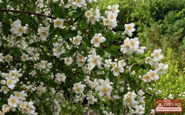 Фитонцидоносные растения Кыргызстана