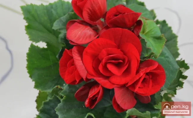 Фитонцидоносные растения Кыргызстана