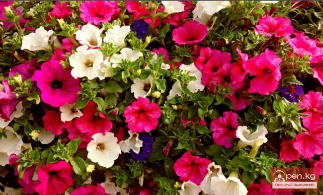 Фитонцидоносные растения Кыргызстана