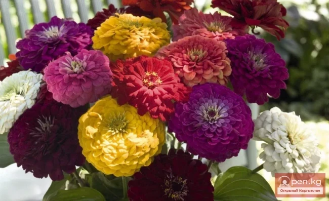 Фитонцидоносные растения Кыргызстана