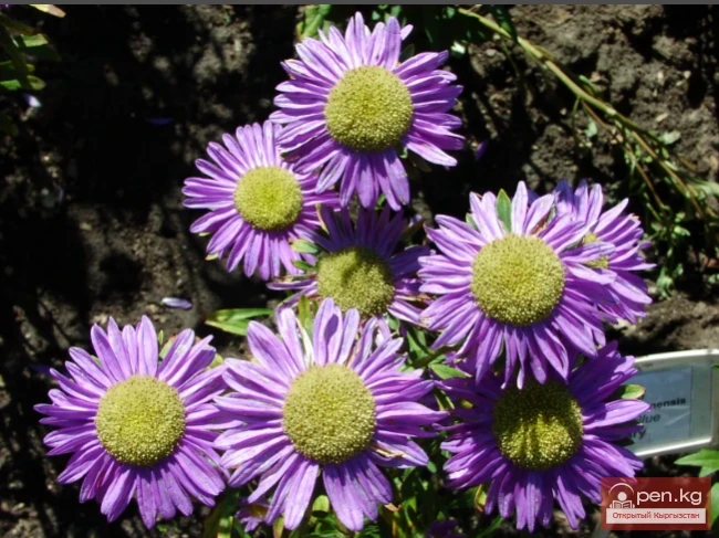 Фитонцидоносные растения Кыргызстана