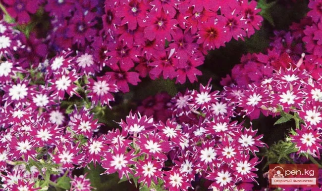 Фитонцидоносные растения Кыргызстана