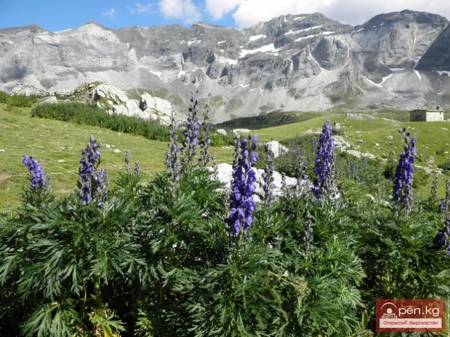 Фитонцидоносные растения Кыргызстана