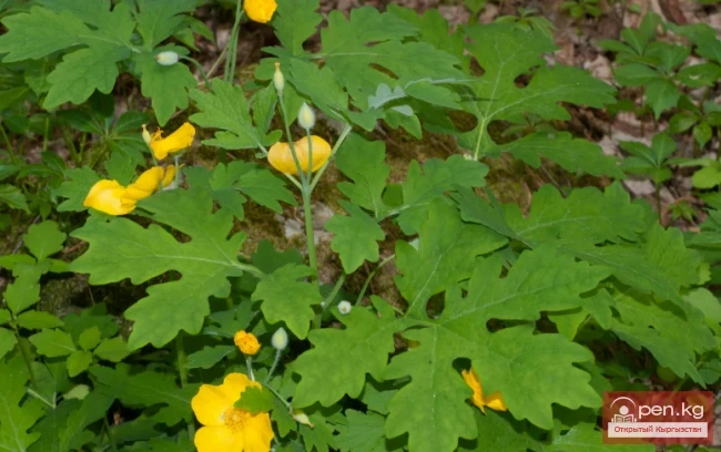 Фитонцидоносные растения Кыргызстана