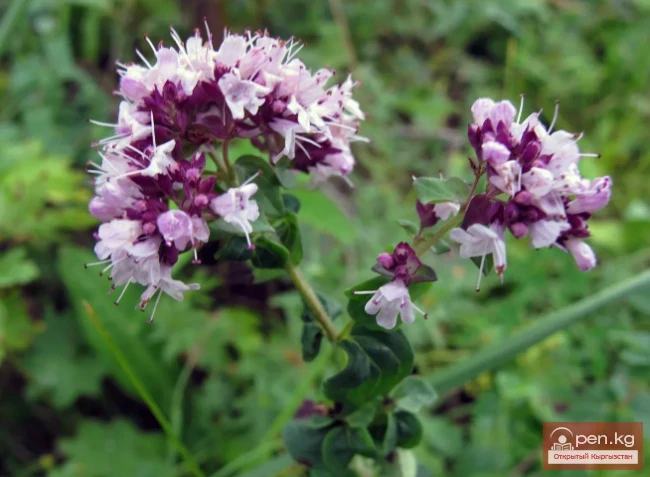 Фитонцидоносные растения Кыргызстана