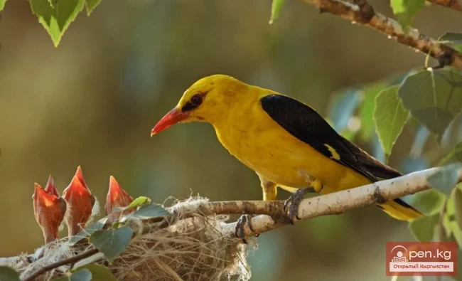 Иволга - Сары барпы, саргалдак