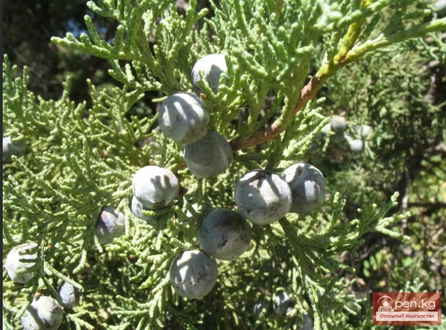 Essential oil plants of Kyrgyzstan