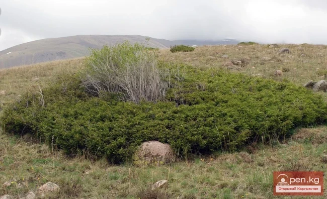 Essential oil plants of Kyrgyzstan