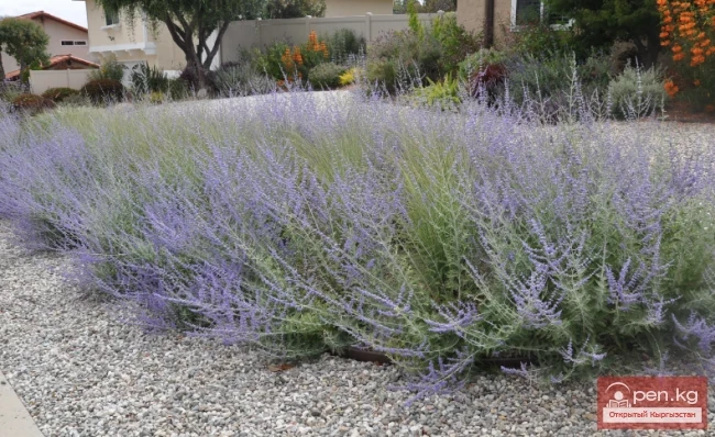 Essential oil plants of Kyrgyzstan