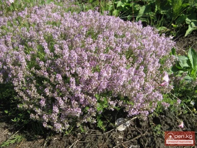 Essential oil plants of Kyrgyzstan