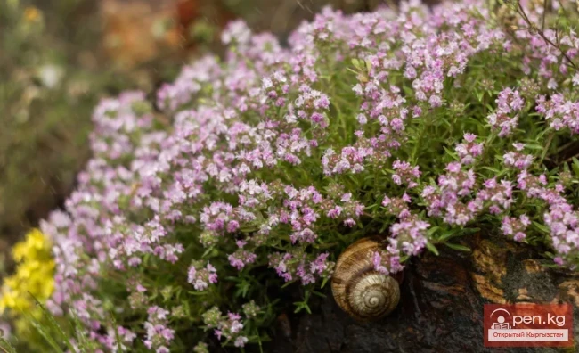 Essential oil plants of Kyrgyzstan