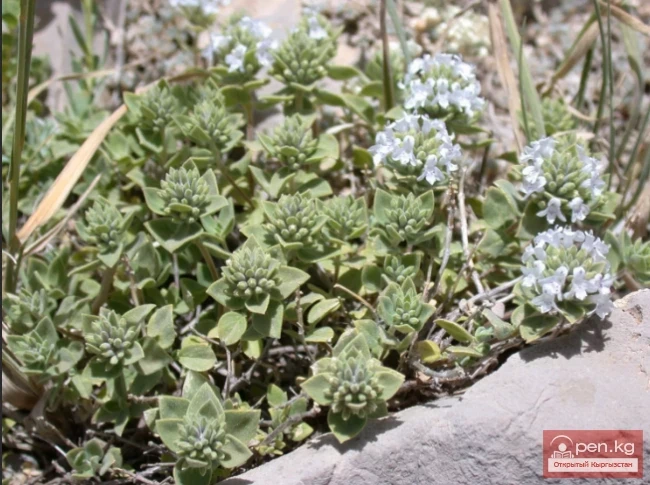 Essential oil plants of Kyrgyzstan
