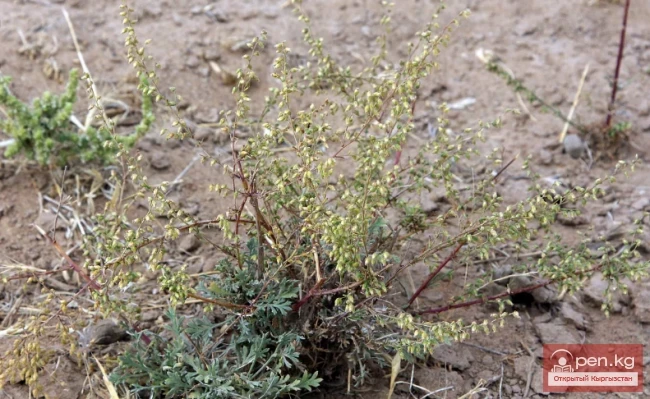 Essential oil plants of Kyrgyzstan