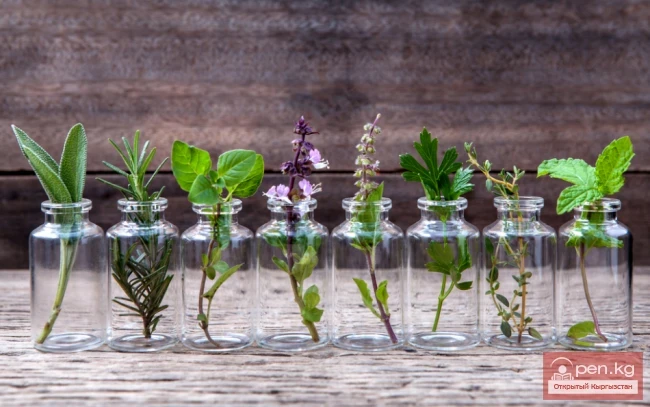 Эфиромасличные растения Кыргызстана