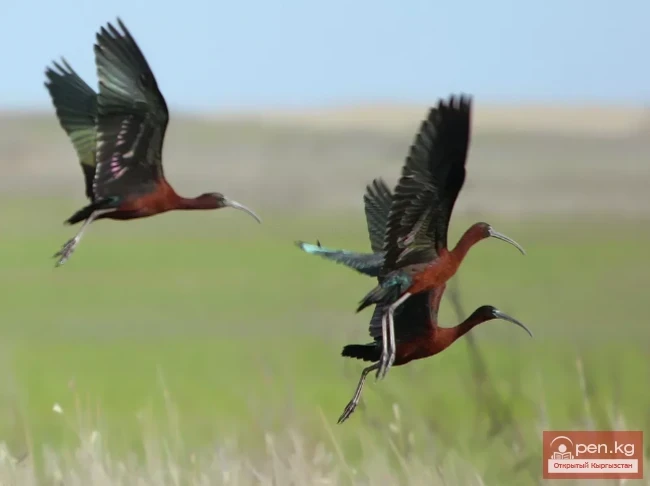 Каравайка - Ибис