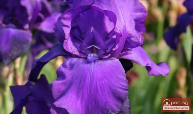 Saponin-containing plants of Kyrgyzstan