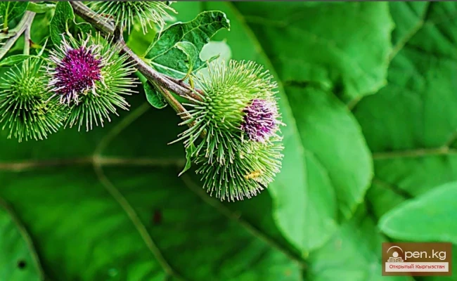 Saponin-containing plants of Kyrgyzstan