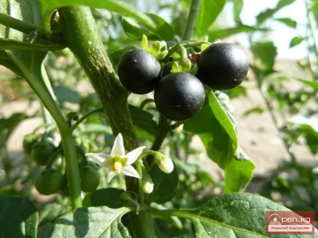 Saponin-containing plants of Kyrgyzstan