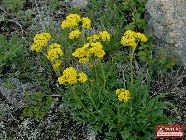 Saponin-containing plants of Kyrgyzstan