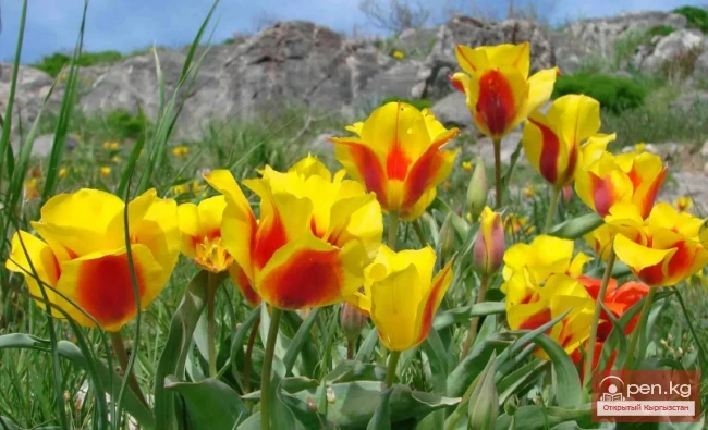 Saponin-containing plants of Kyrgyzstan