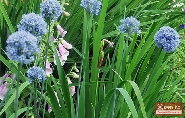 Saponin-containing plants of Kyrgyzstan