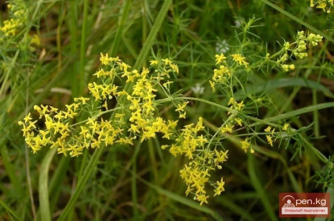 Saponin-containing plants of Kyrgyzstan