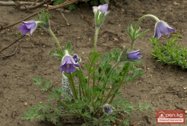 Saponin-containing plants of Kyrgyzstan