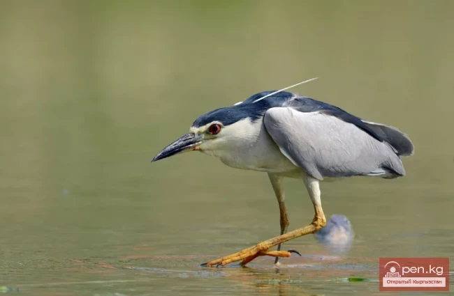 Кваква - птица семейства цаплевых