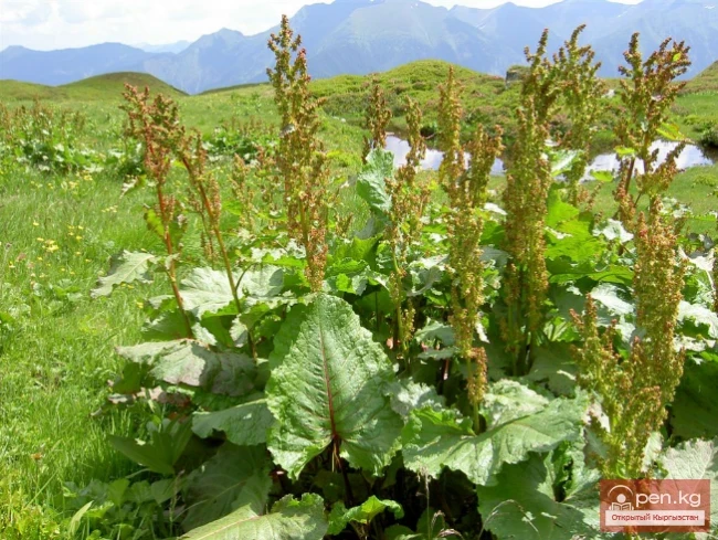 Дубильные растения Кыргызстана