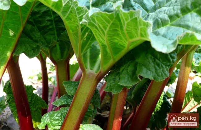 Дубильные растения Кыргызстана