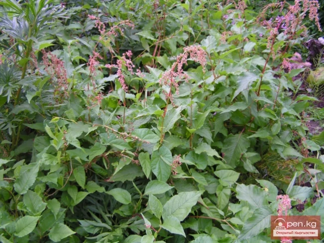 Дубильные растения Кыргызстана