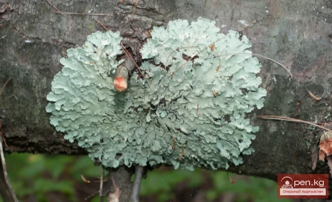 Дубильные растения Кыргызстана