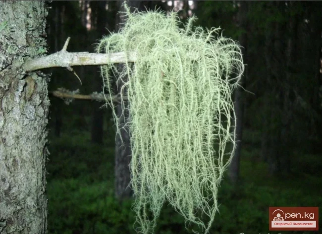 Дубильные растения Кыргызстана