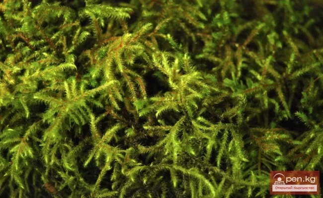 Дубильные растения Кыргызстана