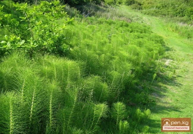 Дубильные растения Кыргызстана