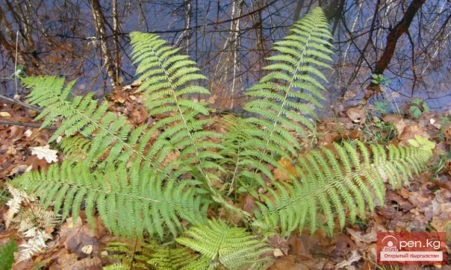 Дубильные растения Кыргызстана