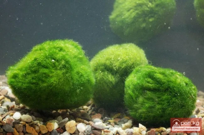 Дубильные растения Кыргызстана