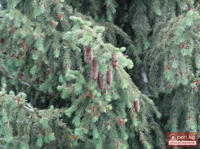 Дубильные растения Кыргызстана