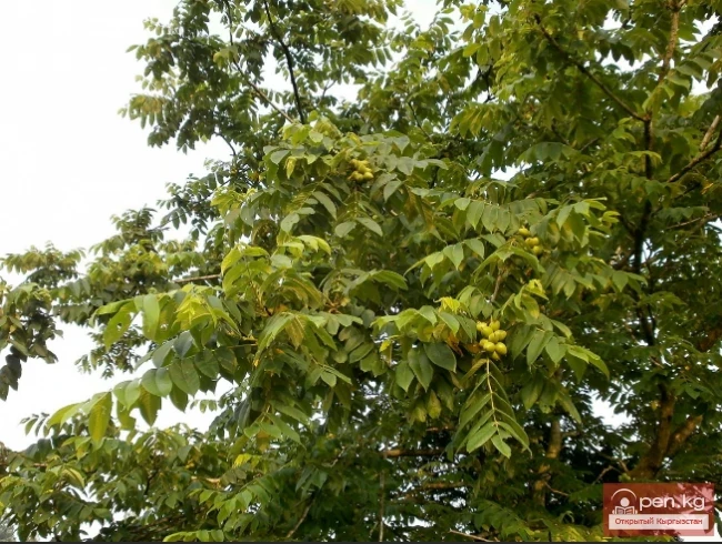 Дубильные растения Кыргызстана