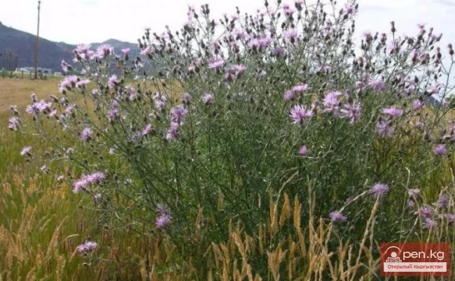  Insecticidal and rodenticidal plants of Kyrgyzstan