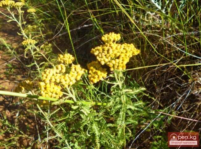  Insecticidal and rodenticidal plants of Kyrgyzstan